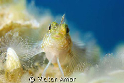 Sweet among the clouds by Victor Amor 